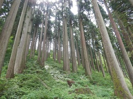 Forest_photo_江端氏経営山林_金見谷___