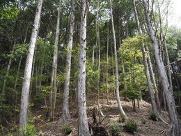 Forest_photo_p5190587_s